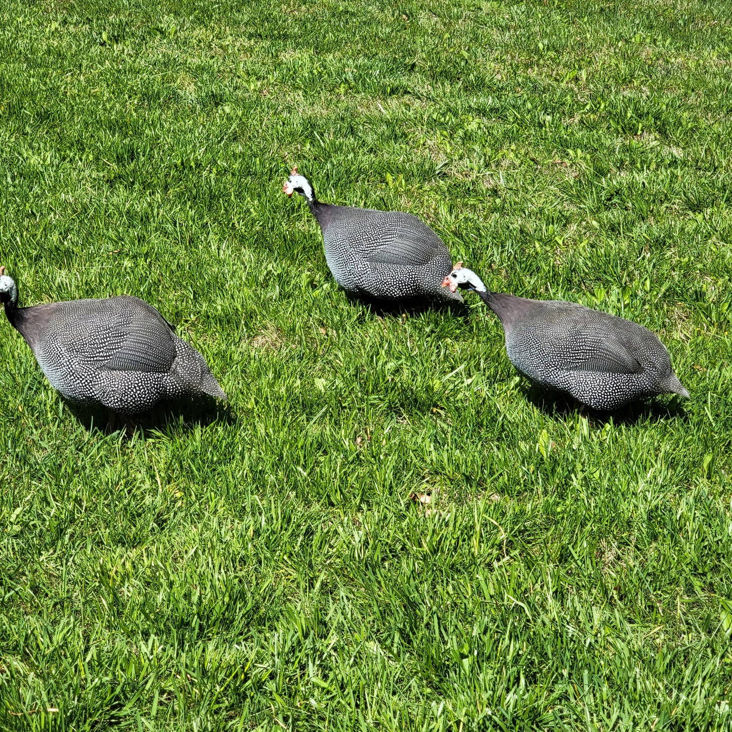 Guinea Fowl Day Old Chick
