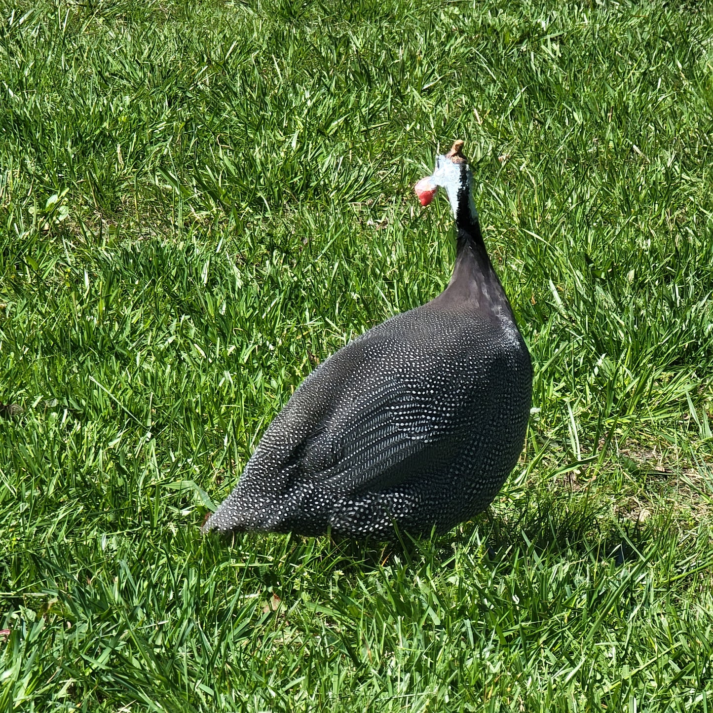 Guinea Fowl Day Old Chick