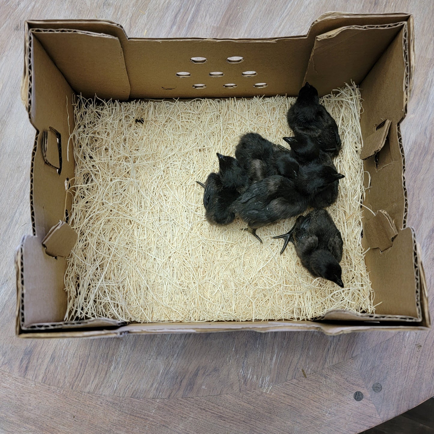 CULL Ayam Cemani Day Old Chick