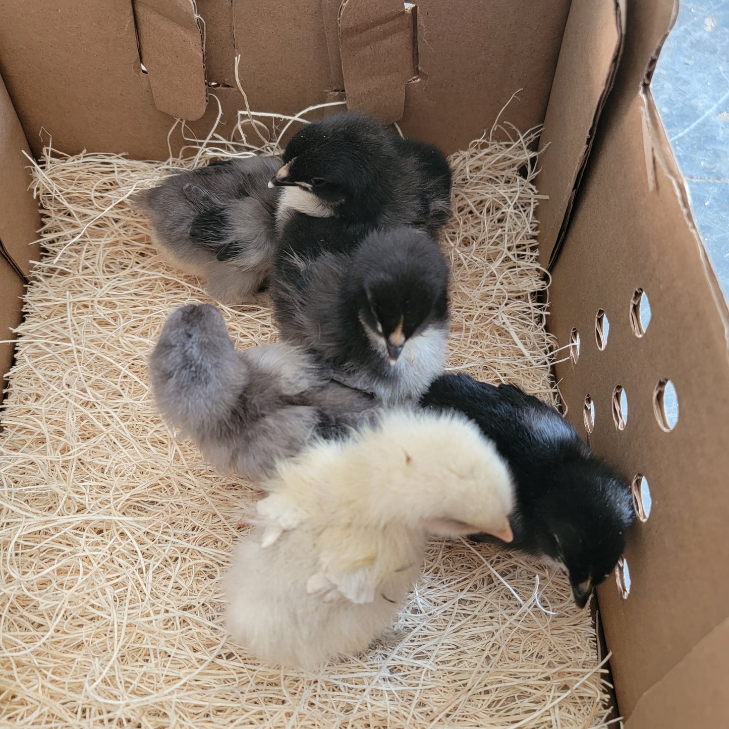 Blue Black Splash Marans Day Old Chick