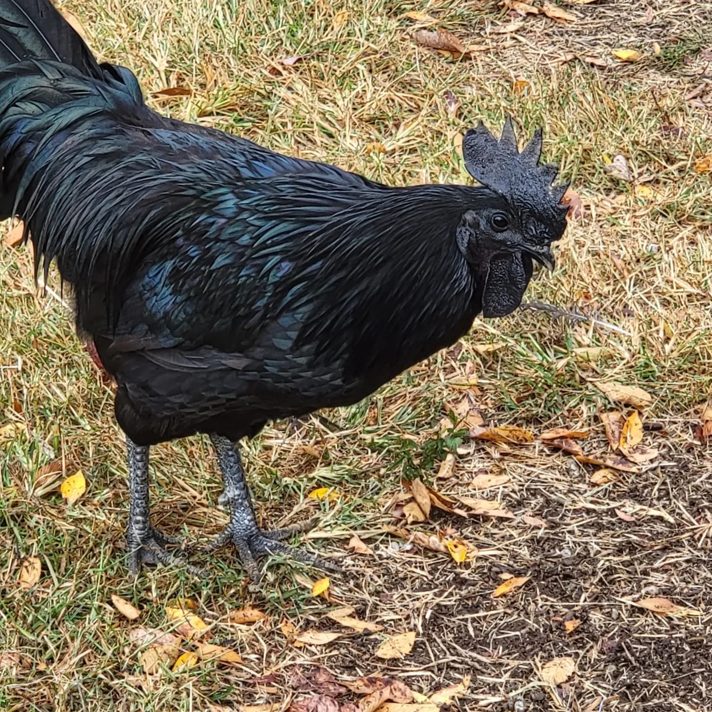 10+ Ayam Cemani Hatching Eggs