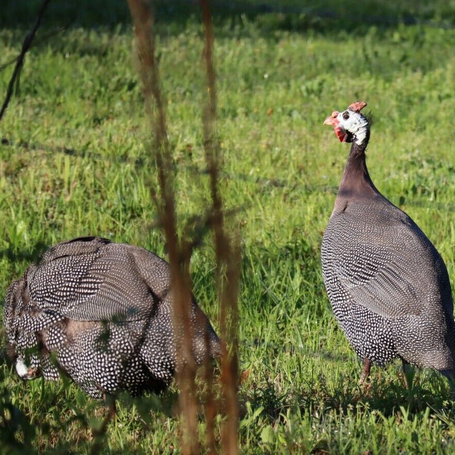 10+ Pearl Guinea Fowl Hatching Eggs