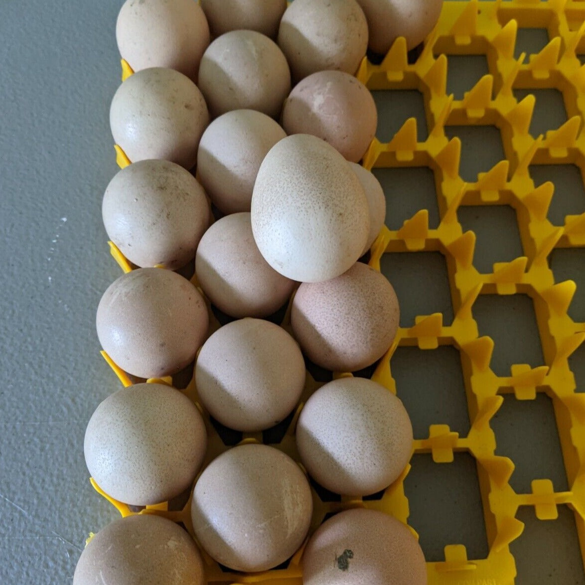 Guinea Fowl Day Old Chick
