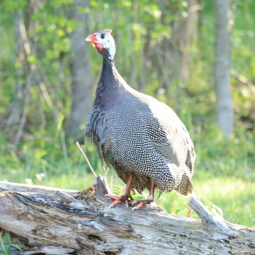 10+ Pearl Guinea Fowl Hatching Eggs