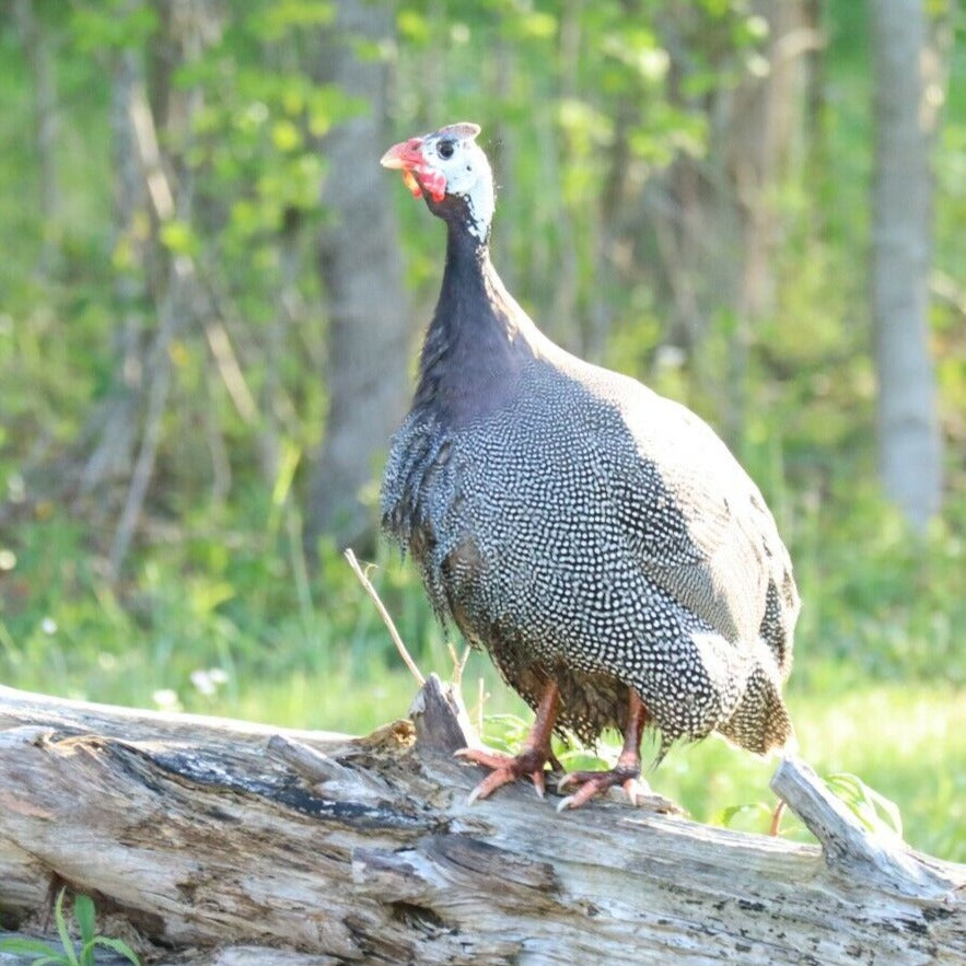 Guinea Fowl Day Old Chick