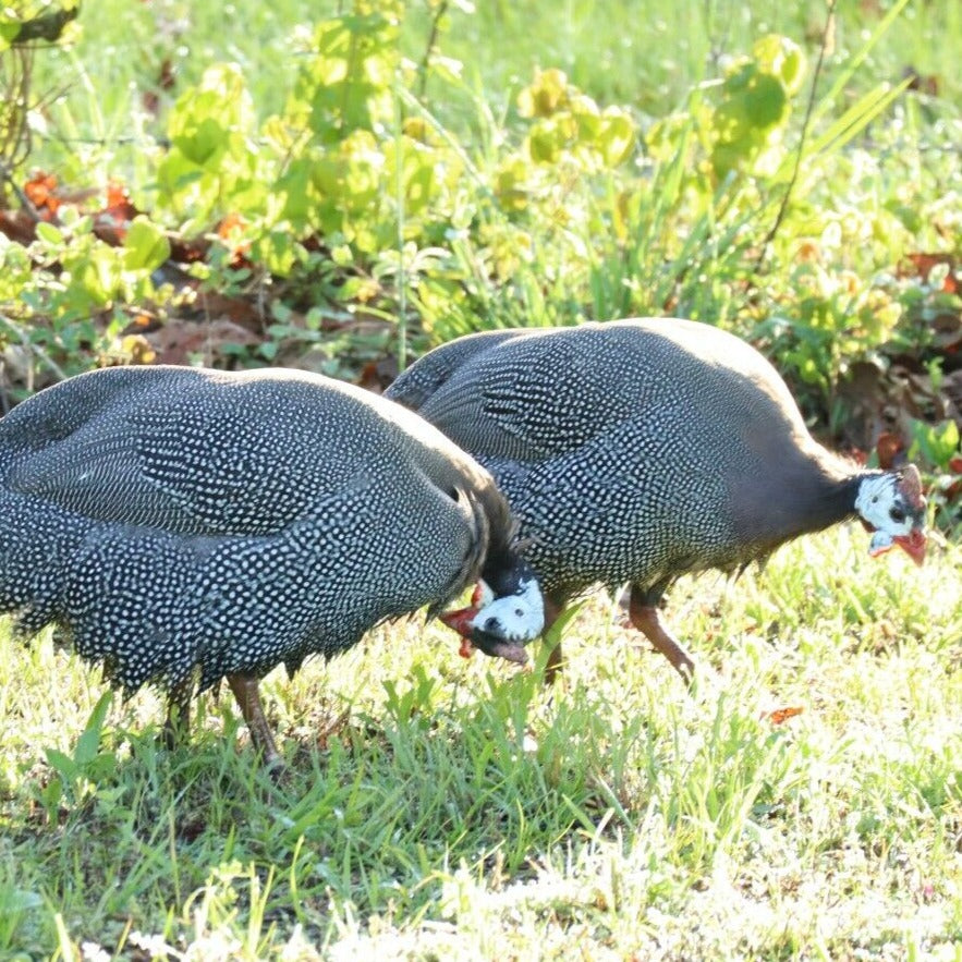 Guinea Fowl Day Old Chick