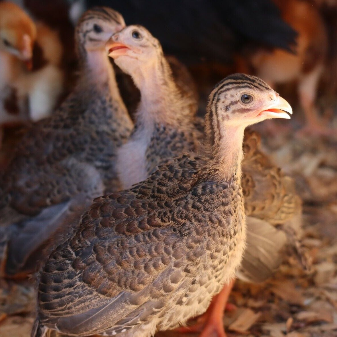 10+ Pearl Guinea Fowl Hatching Eggs