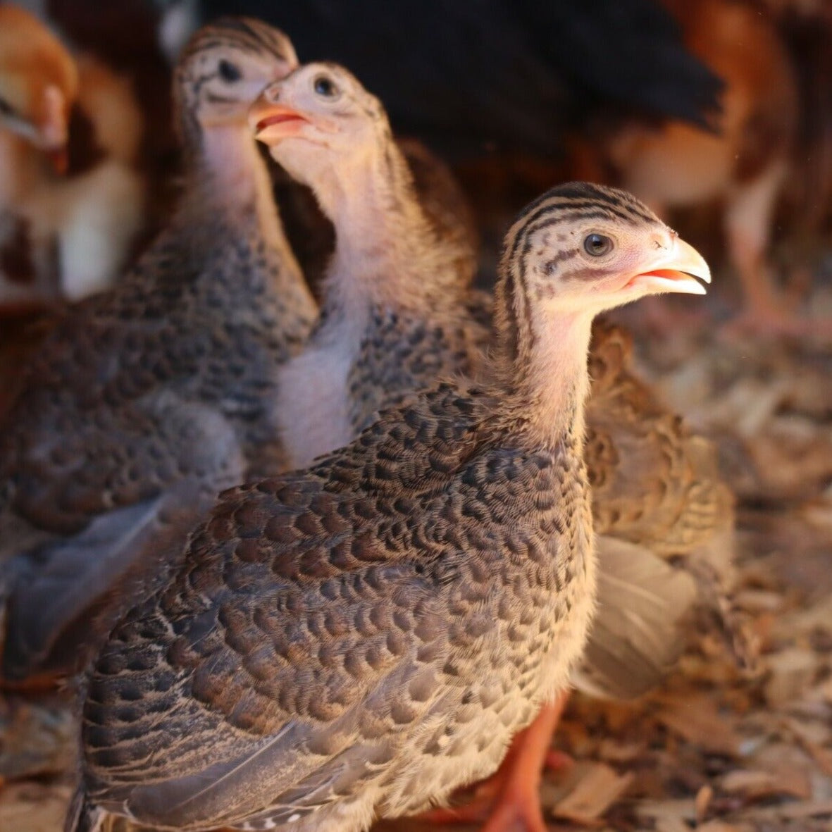 Guinea Fowl Day Old Chick
