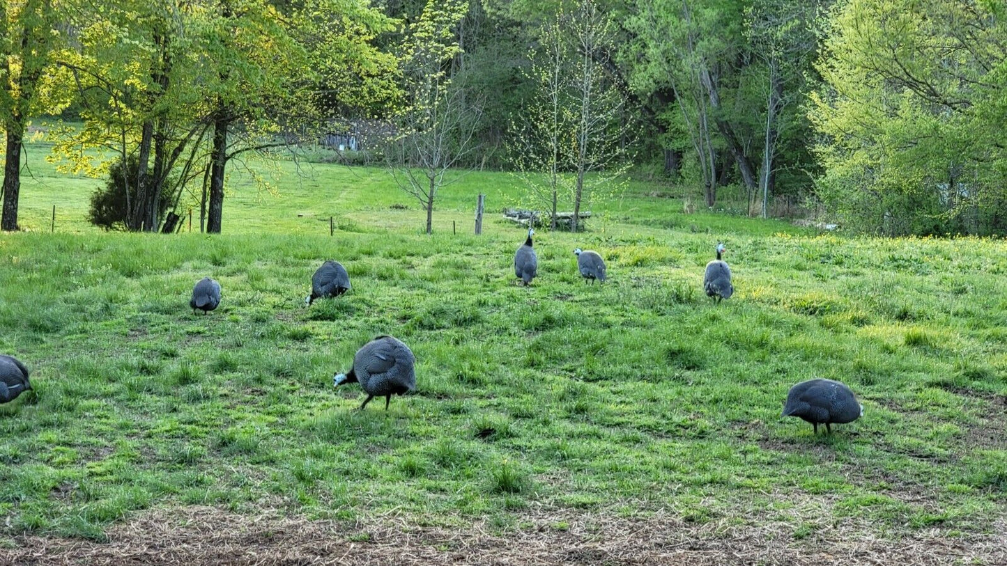10+ Pearl Guinea Fowl Hatching Eggs