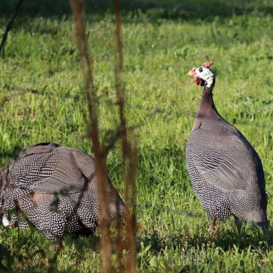 Guinea Fowl Day Old Chick