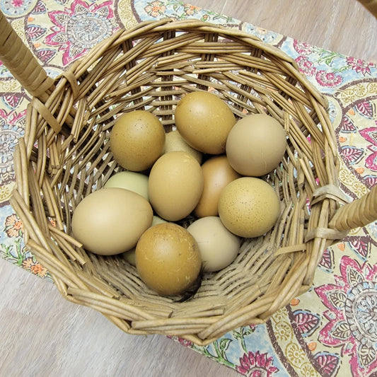 10+ Olive Egger Hatching Eggs