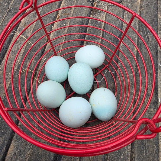 5+ Ermine x Ermine Ameraucana Hatching Eggs