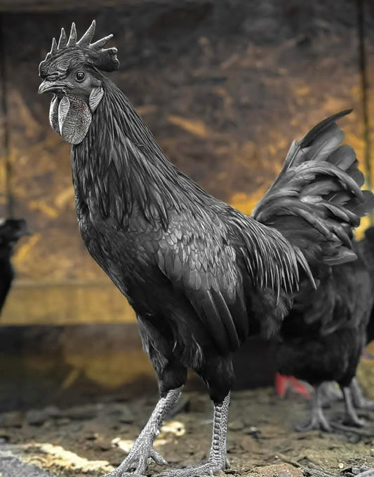 Ayam Cemani Day Old Chick