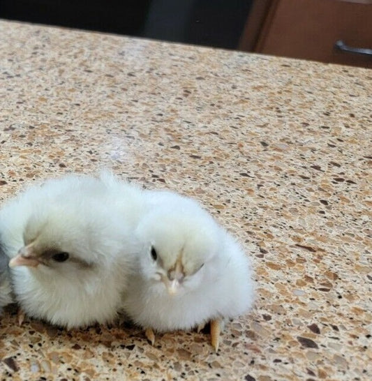 Splash Marans Day Old Chick