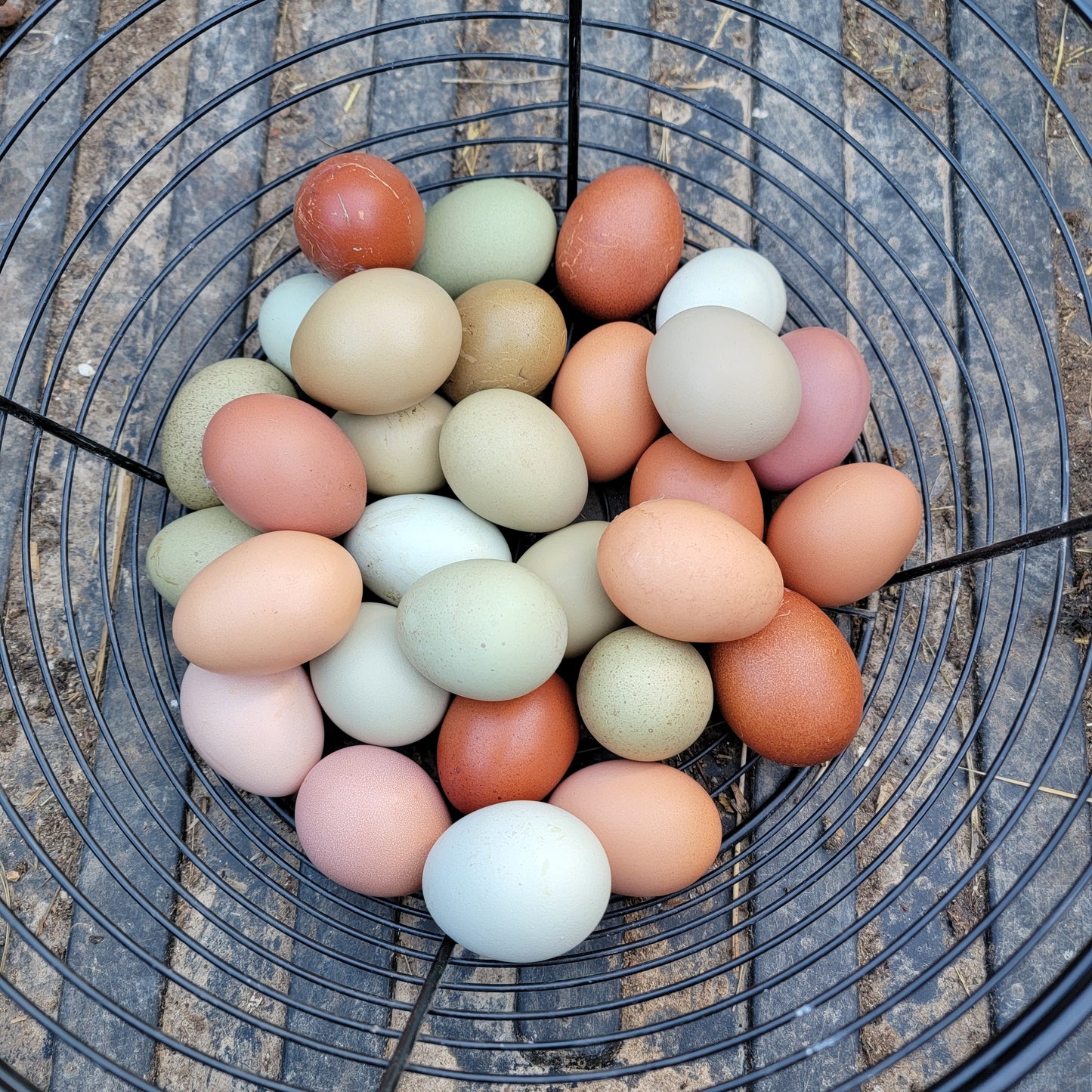 10+ Barnyard Mix Hatching Eggs