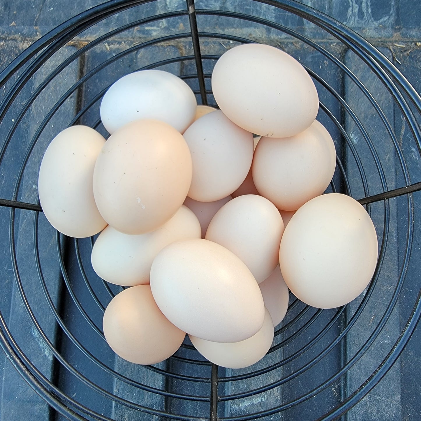 10+ Ayam Cemani Hatching Eggs