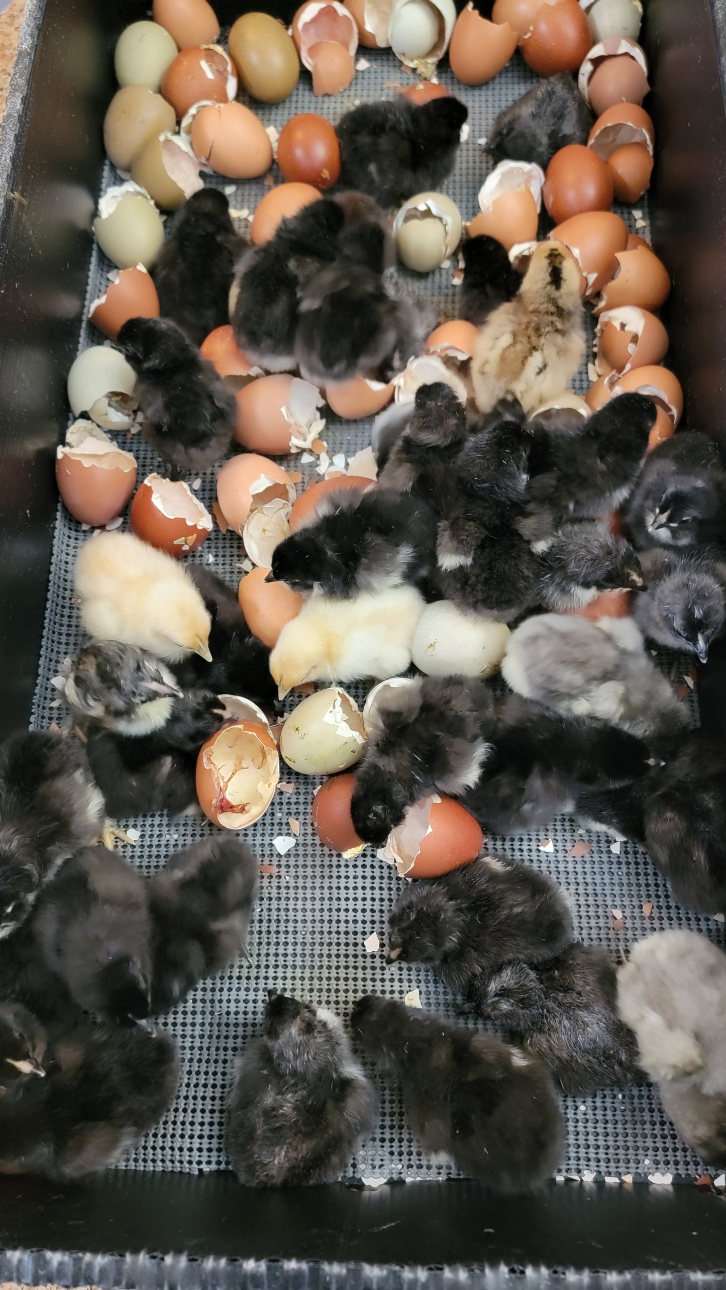10+ Barnyard Mix Hatching Eggs