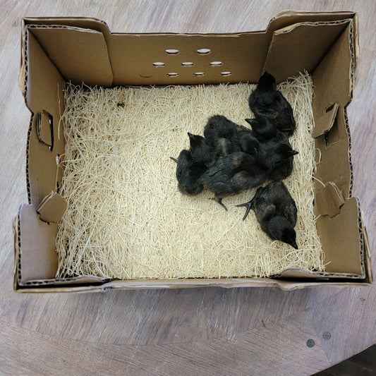 CULL Ayam Cemani Day Old Chick