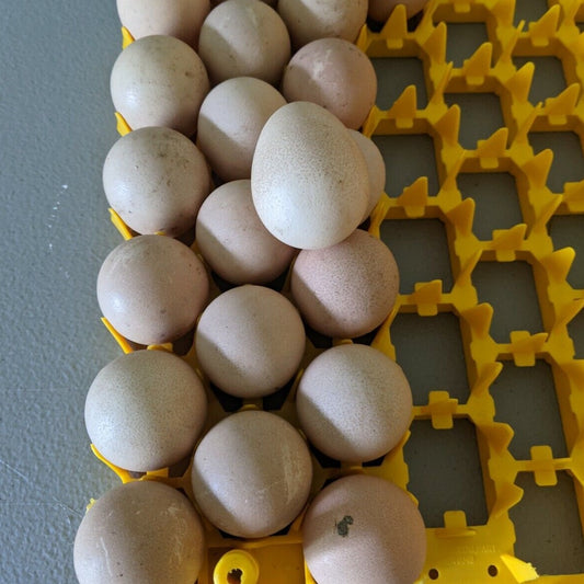 10+ Pearl Guinea Fowl Hatching Eggs